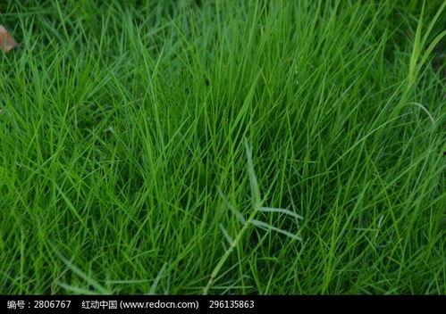 国产高清在线观看青草,青草映像尽享视觉盛宴